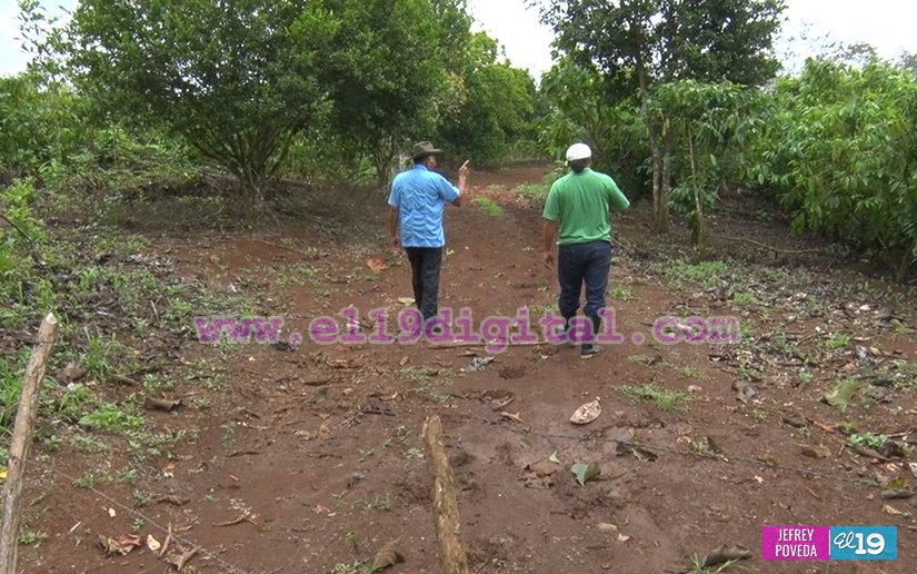 finca